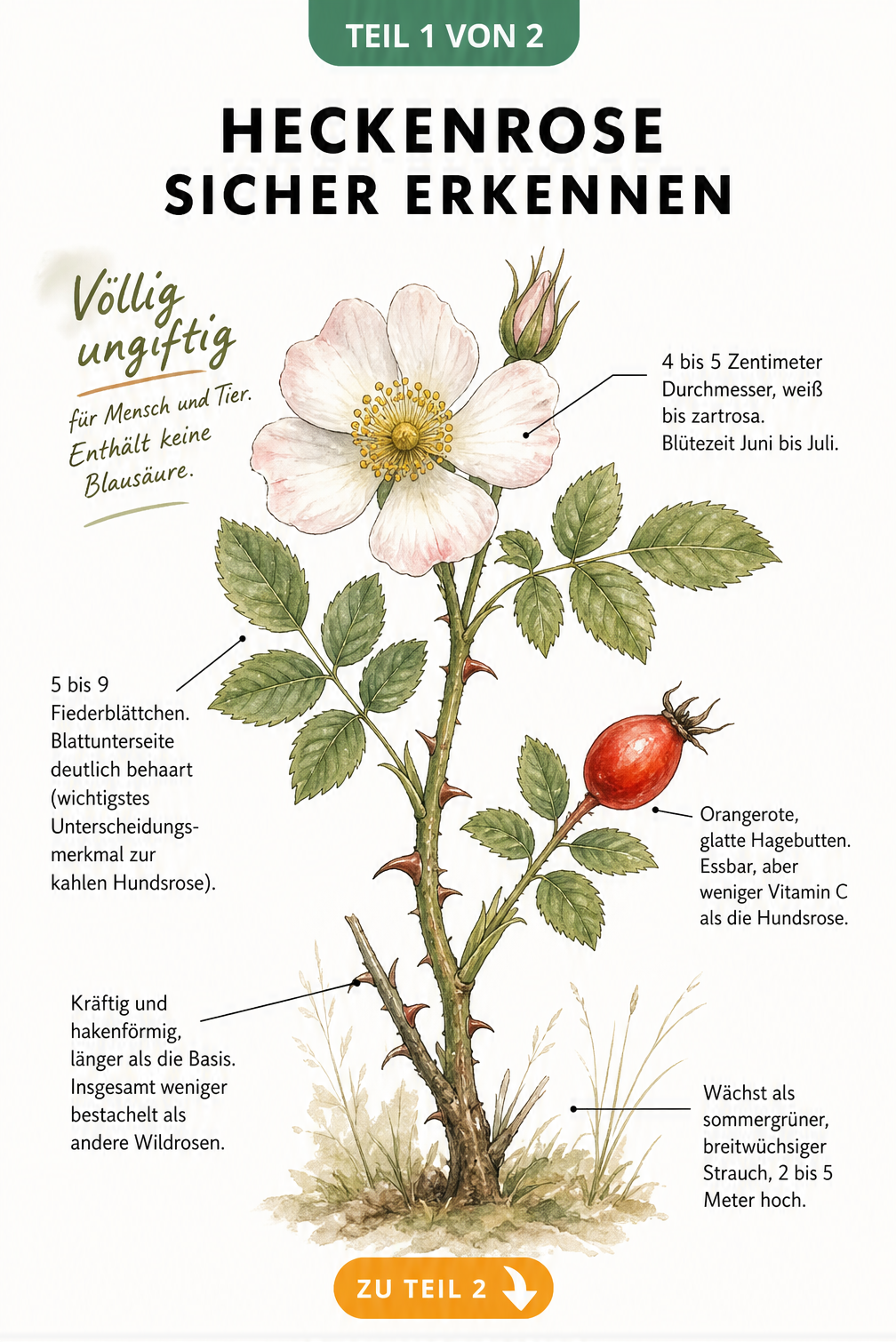 Botanische Illustration eines Heckenrosen-Zweigs mit Blüten, Blättern, Stacheln und Hagebutte sowie Hinweisen zur Ungiftigkeit