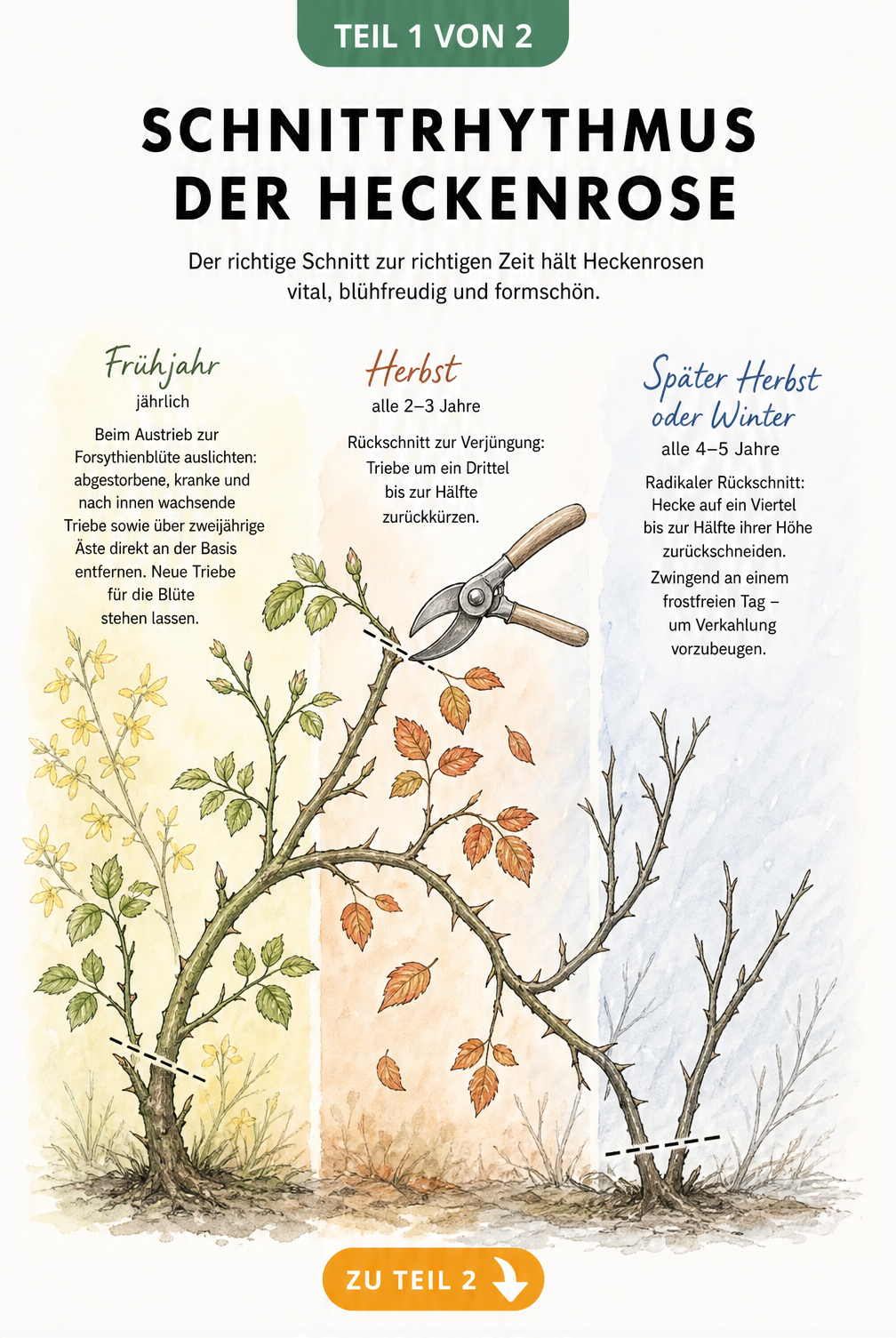 Botanische Illustration eines Heckenrosenzweigs, der den Schnittrhythmus in Frühjahr, Herbst und Winter zeigt