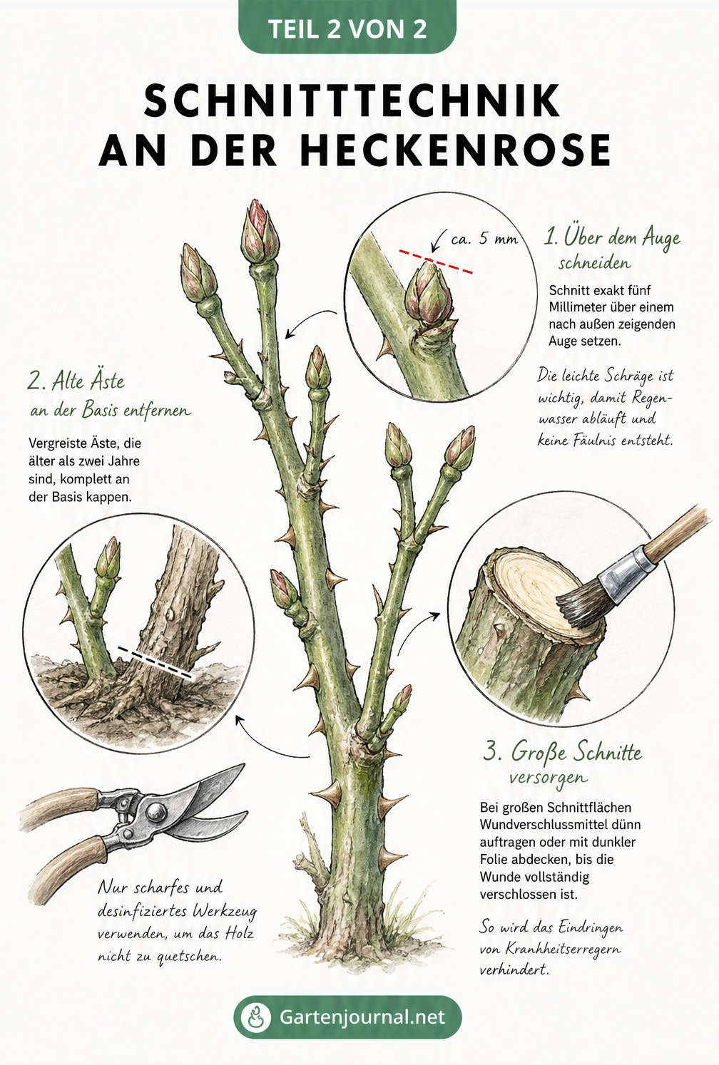Detailzeichnung zur Schnitttechnik an der Heckenrose mit Fokus auf Knospen, Basis und Wundversorgung