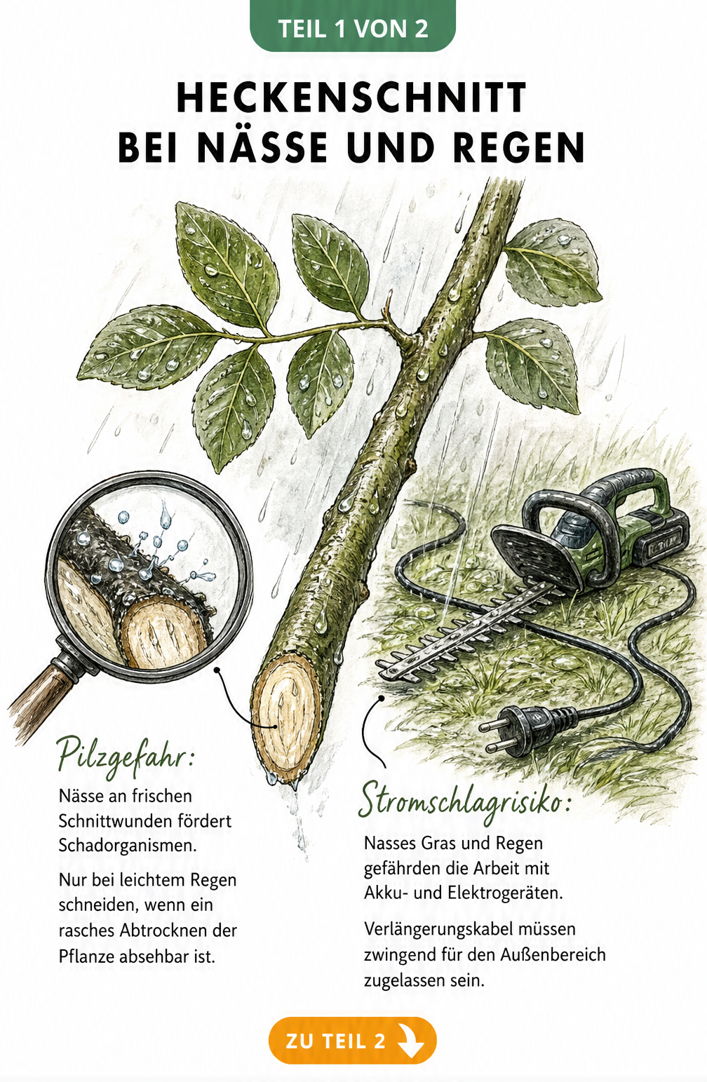 Illustration eines nassen Heckenastes mit Hinweisen zu Pilzgefahr und Stromschlagrisiko beim Heckenschnitt