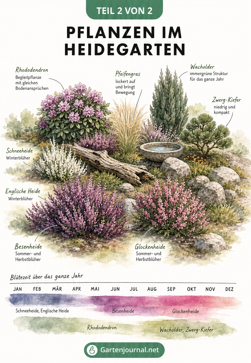 Aquarell-Skizze eines Heidegartens mit verschiedenen Heidearten, Ziergräsern und Blütezeiten