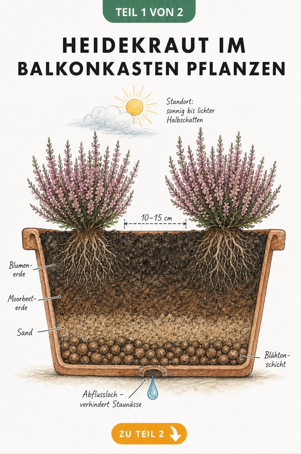 Querschnitt eines bepflanzten Balkonkastens mit Heidekraut, der die Erdschichten aus Blähton, Blumen- und Moorbeeterde sowie Sand und den Wasserabfluss zeigt.