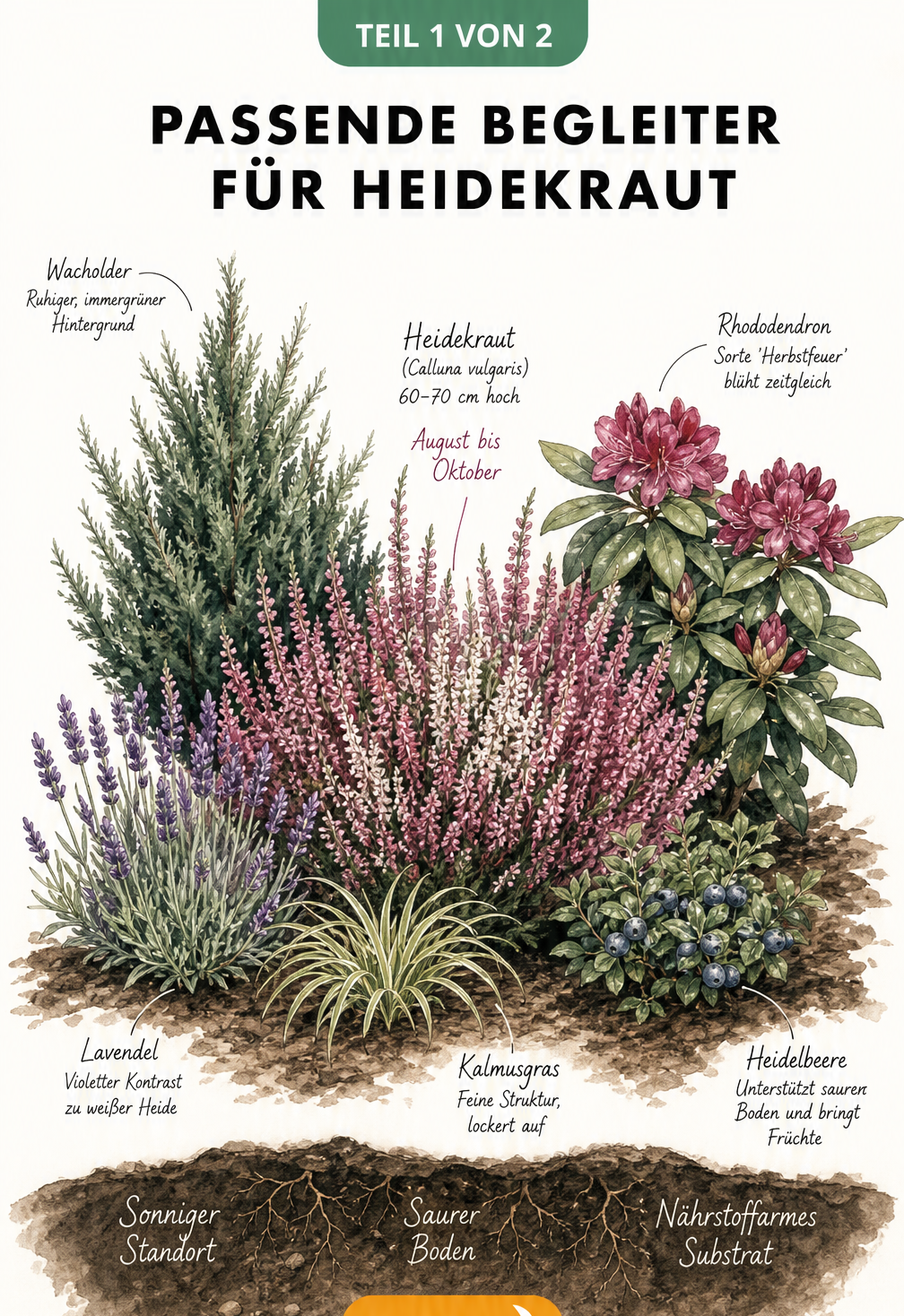 Aquarell-Illustration eines Beetes mit Heidekraut, Lavendel, Rhododendron und Wacholder