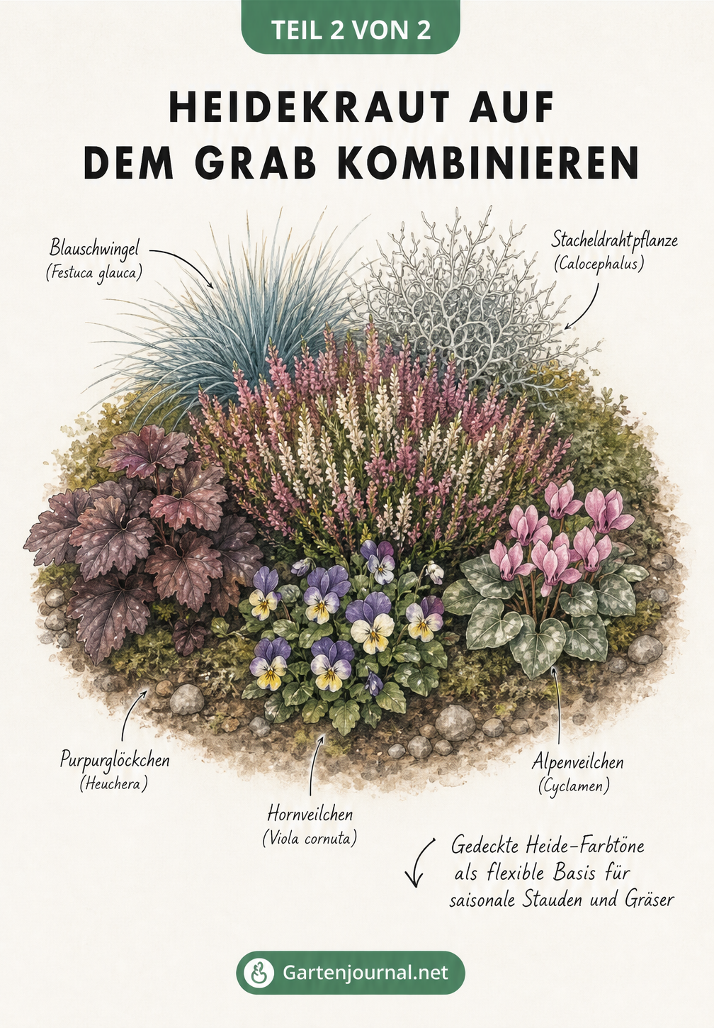 Isometrische Illustration einer Grabbepflanzung mit Heidekraut, Blauschwingel, Stacheldrahtpflanze, Purpurglöckchen und Veilchen