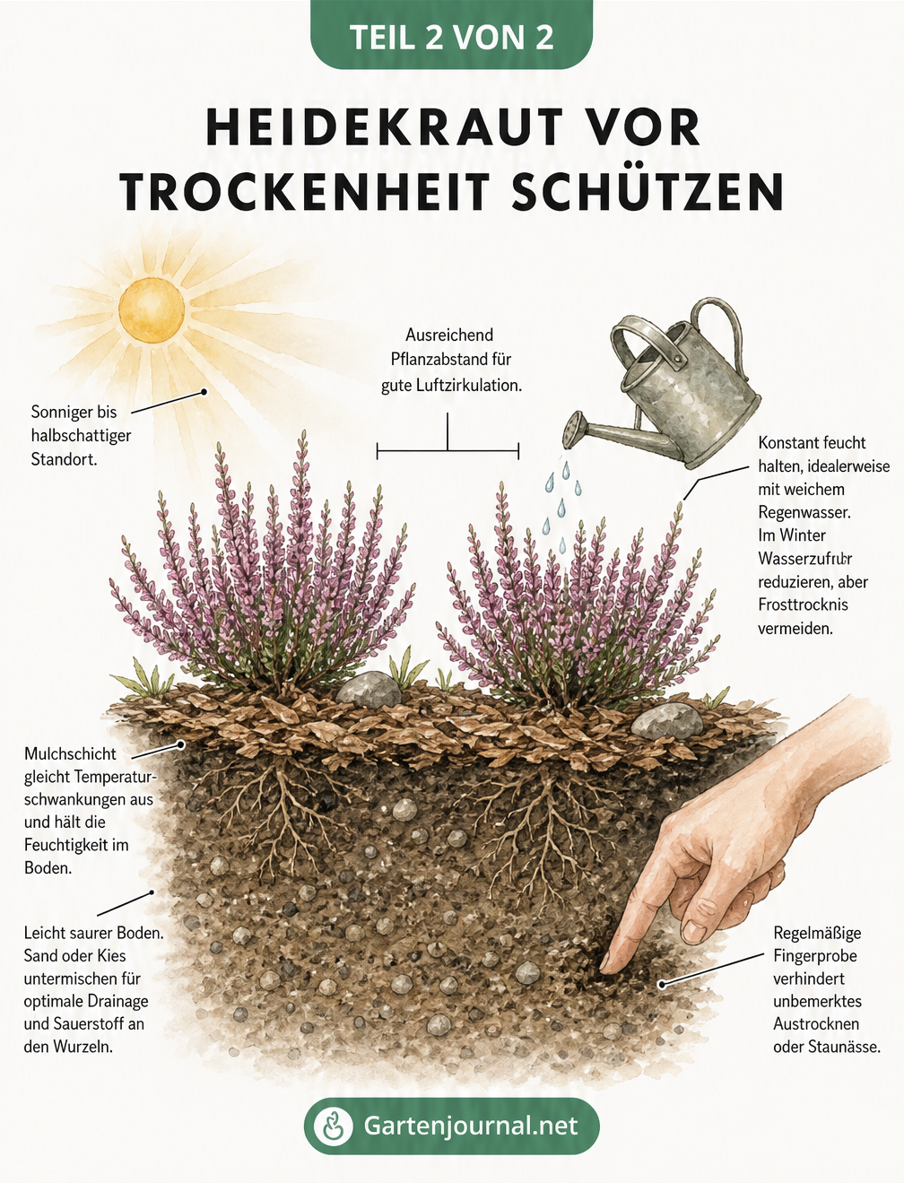Querschnitt-Darstellung eines gesunden Heidekrauts mit Pflegetipps zu Standort, Gießen und Bodenbeschaffenheit.