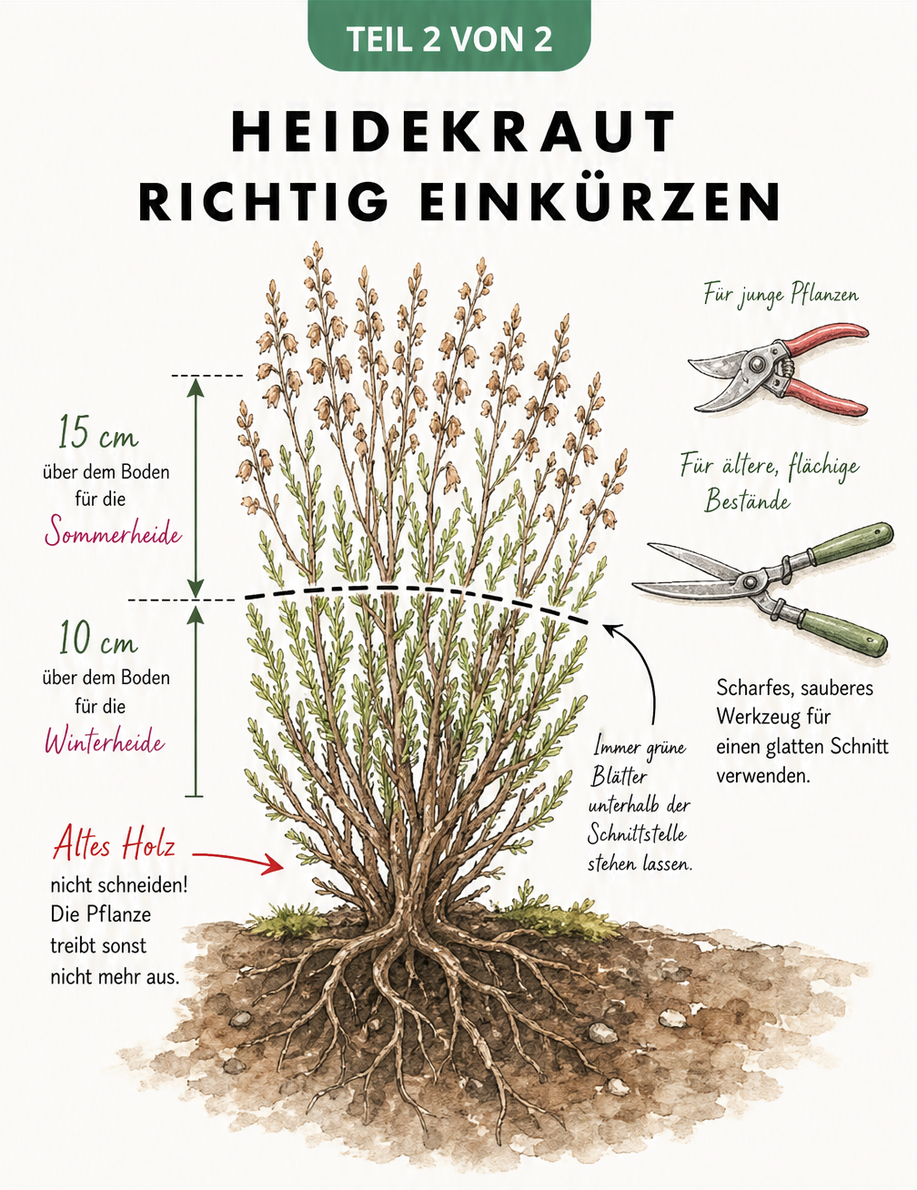 Anatomische Schnittzeichnung einer Heidekrautpflanze mit Markierungen für die richtige Schnitthöhe