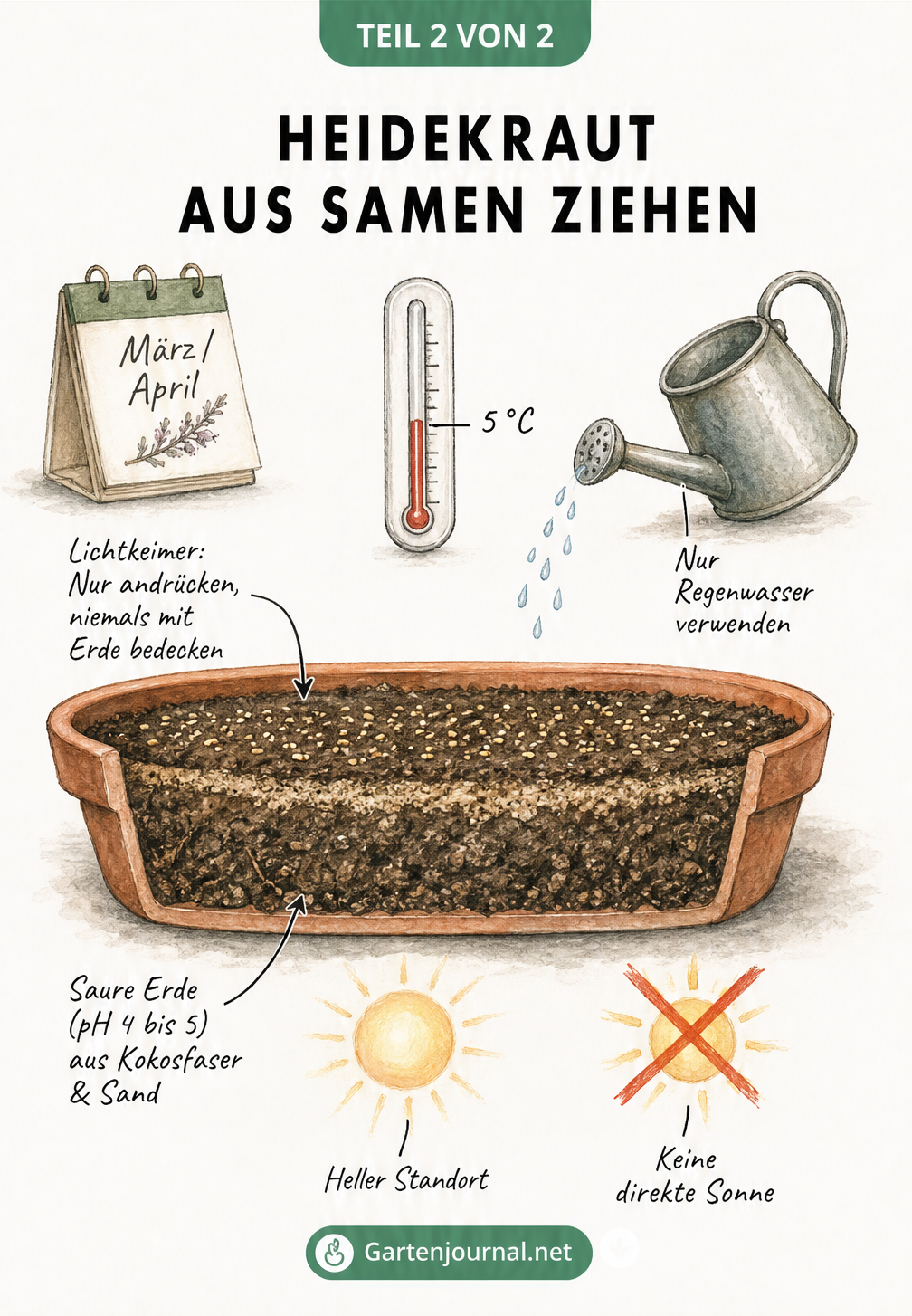 Querschnitt einer Anzuchtschale mit Heidekrautsamen auf saurer Erde, Thermometer bei 5 Grad und Gießkanne