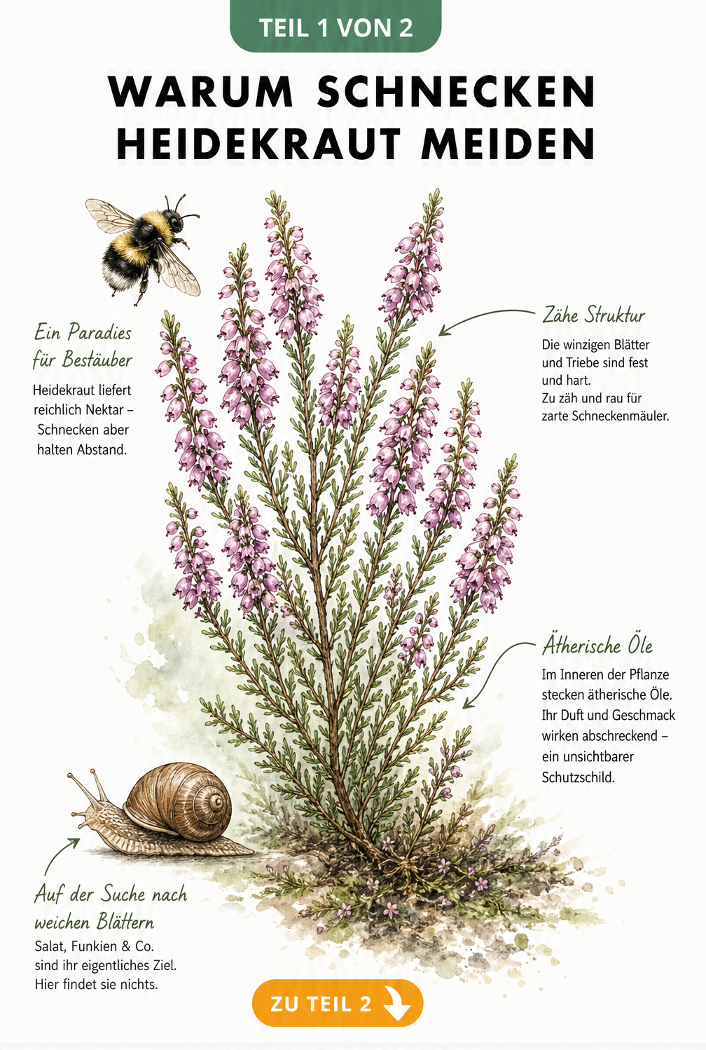 Botanische Illustration eines Heidekraut-Zweiges mit einer flüchtenden Schnecke und einer Hummel