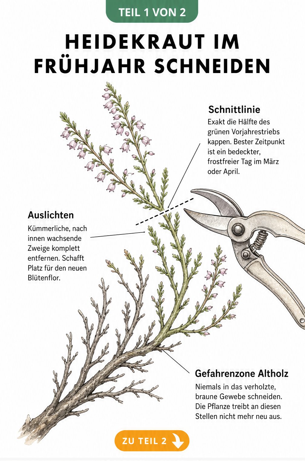 Botanische Illustration eines Heidekraut-Zweiges mit Schnittlinie und Gartenschere