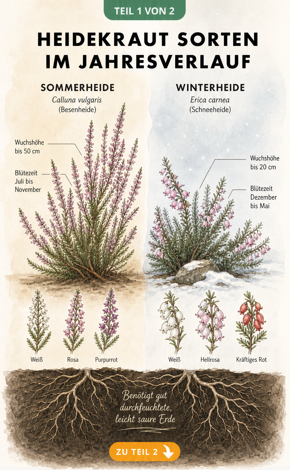 Botanische Illustration von Sommerheide und Winterheide im Vergleich
