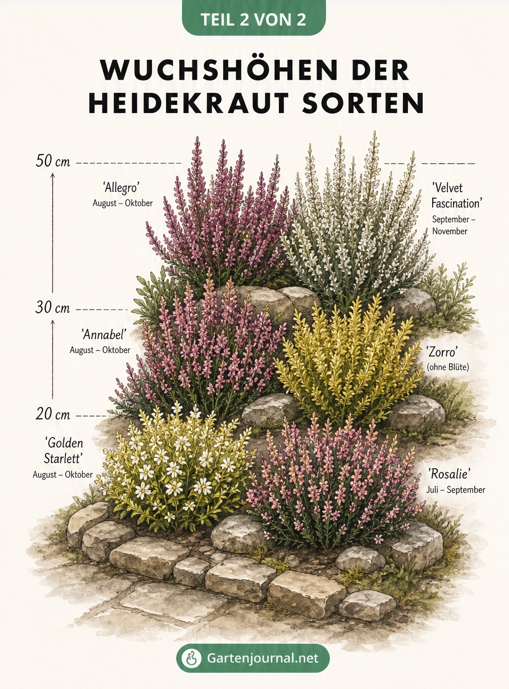 Illustration verschiedener Heidekraut-Sorten gestaffelt nach Wuchshöhe
