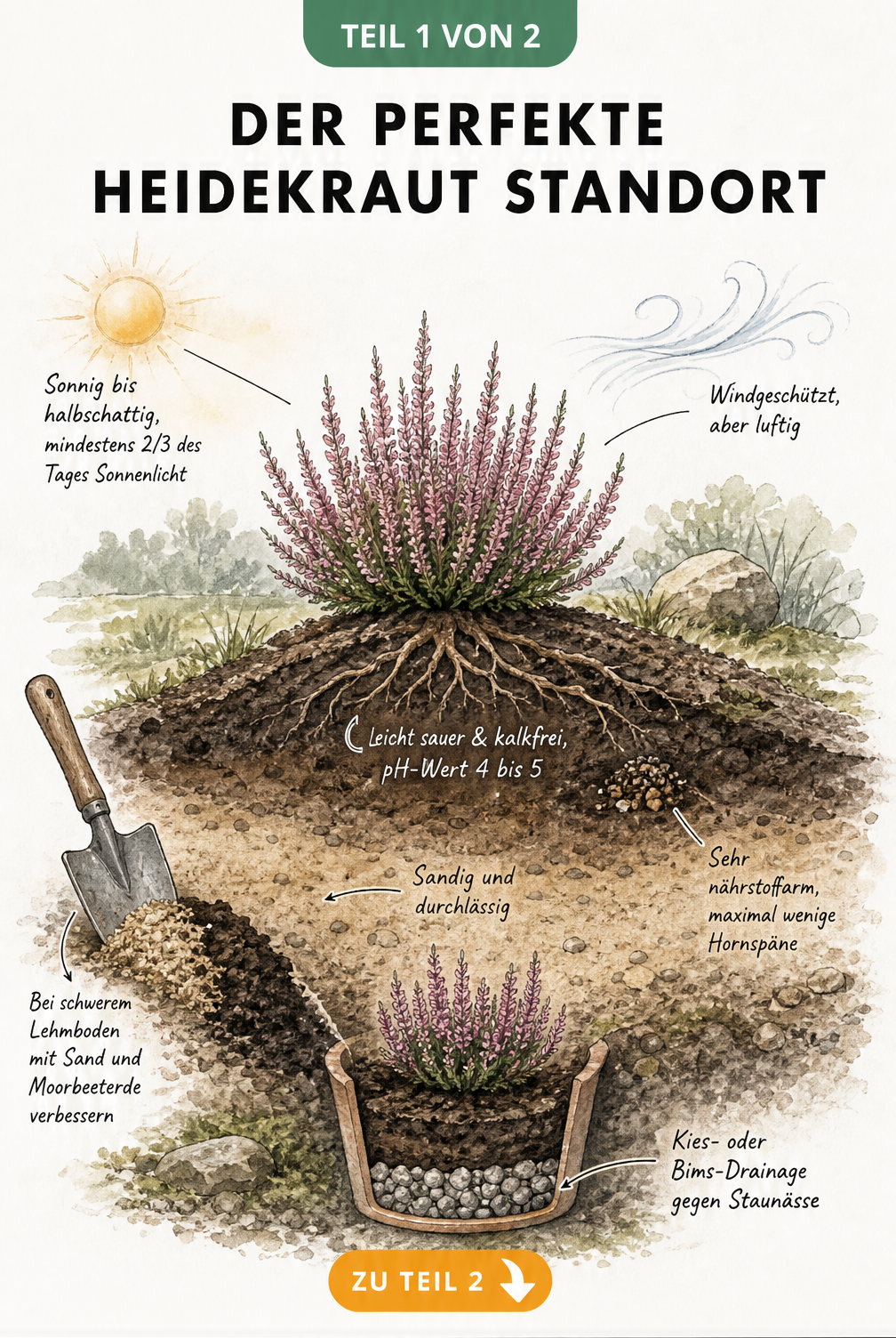 Querschnitt-Illustration eines Heidekraut-Standorts mit Bodenprofil, pH-Wert und Sonnenlicht-Bedarf