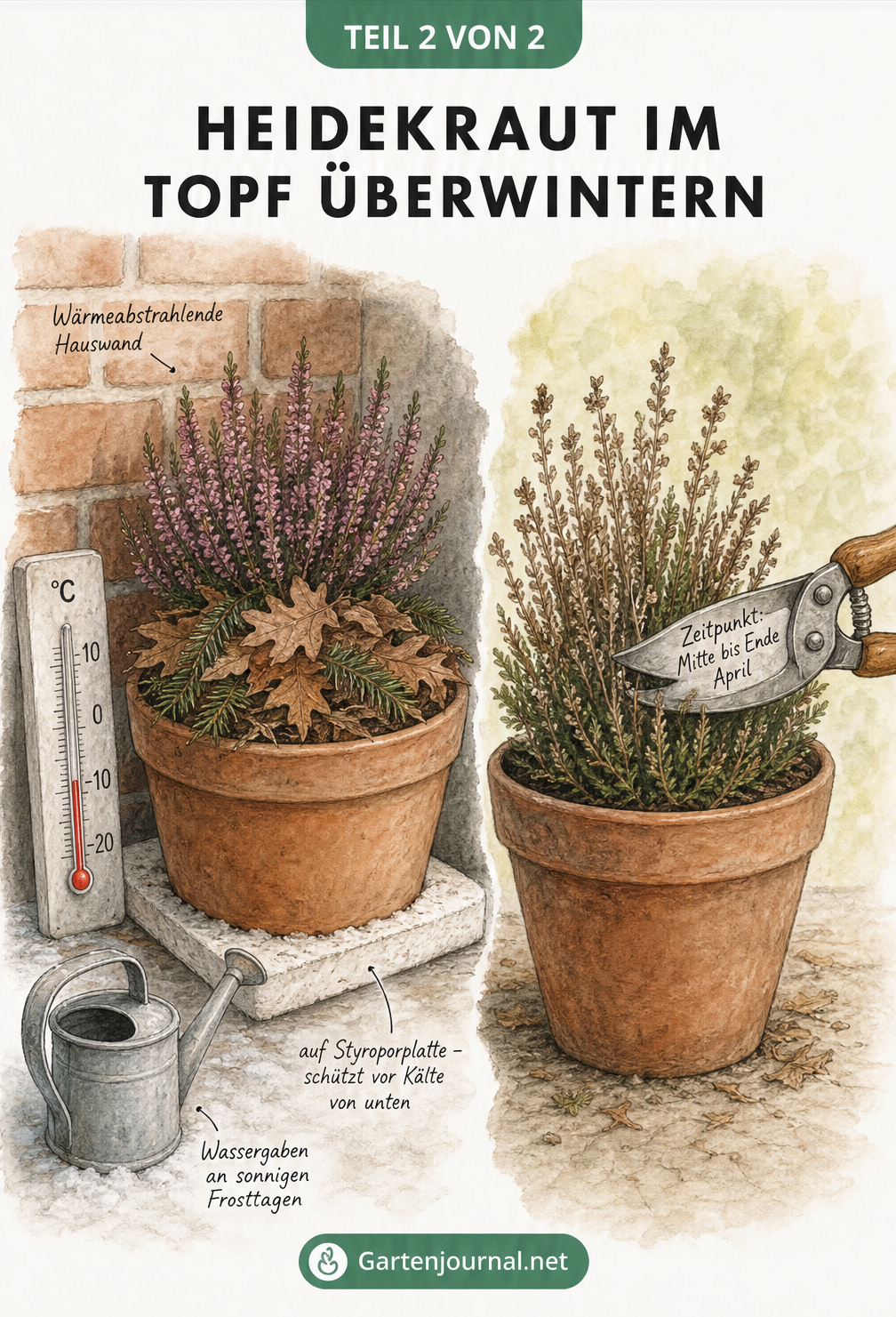 Zweigeteilte Illustration: Links ein Heidekraut im Topf im Winter an einer Hauswand mit Laubabdeckung und Thermometer bei minus 10 Grad, rechts der Rückschnitt...