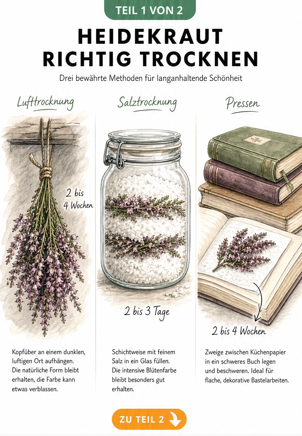 Handgezeichnete Illustration von drei Methoden zum Trocknen von Heidekraut: Lufttrocknung, Salztrocknung und Pressen.