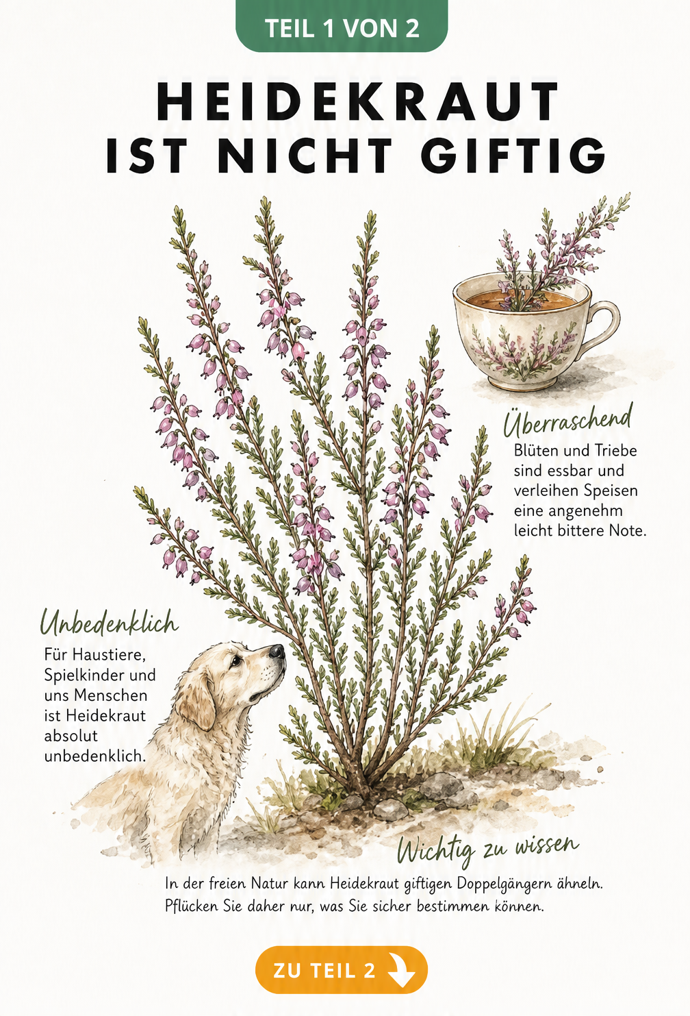 Botanische Illustration von Heidekraut mit Hund und Teetasse, die zeigt, dass die Pflanze ungiftig ist.