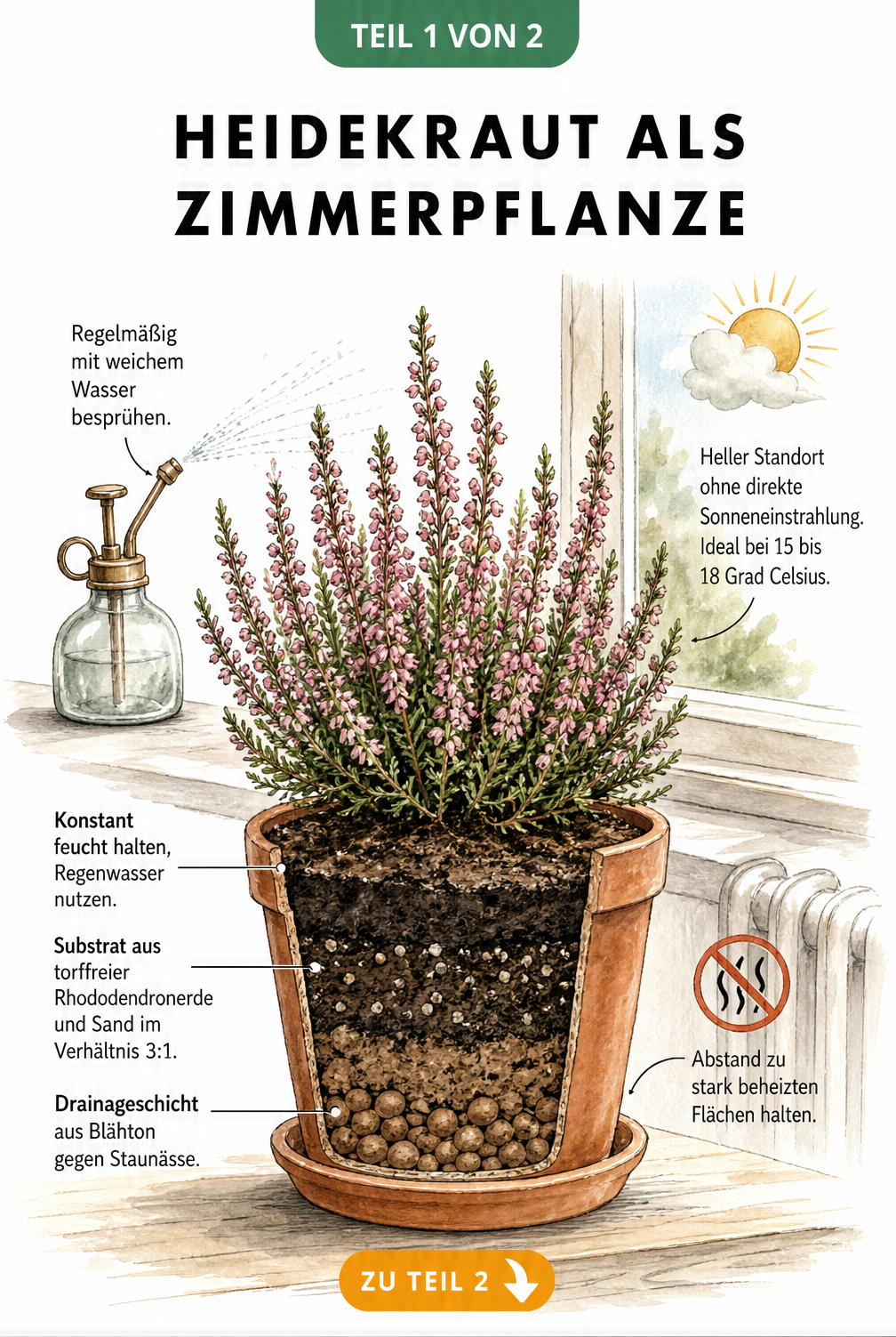 Botanische Illustration eines Heidekrauts im Topf mit Querschnitt der Erdschichten und Pflegetipps für die Wohnung