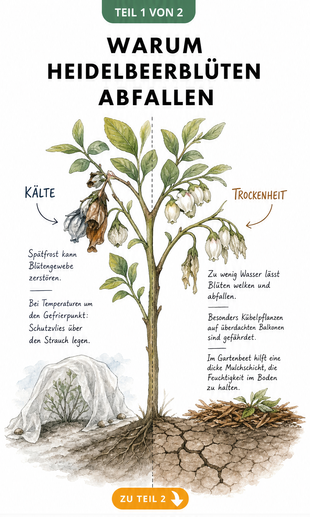 Illustration eines Heidelbeerzweigs, der die Ursachen für abfallende Blüten durch Spätfrost und Trockenheit zeigt