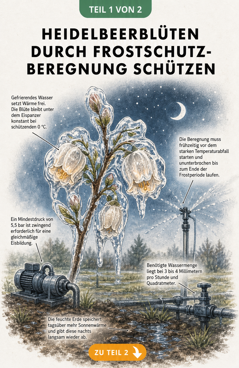 Botanische Illustration eines Heidelbeerzweigs mit Blüten unter einer Eisschicht durch Frostschutzberegnung