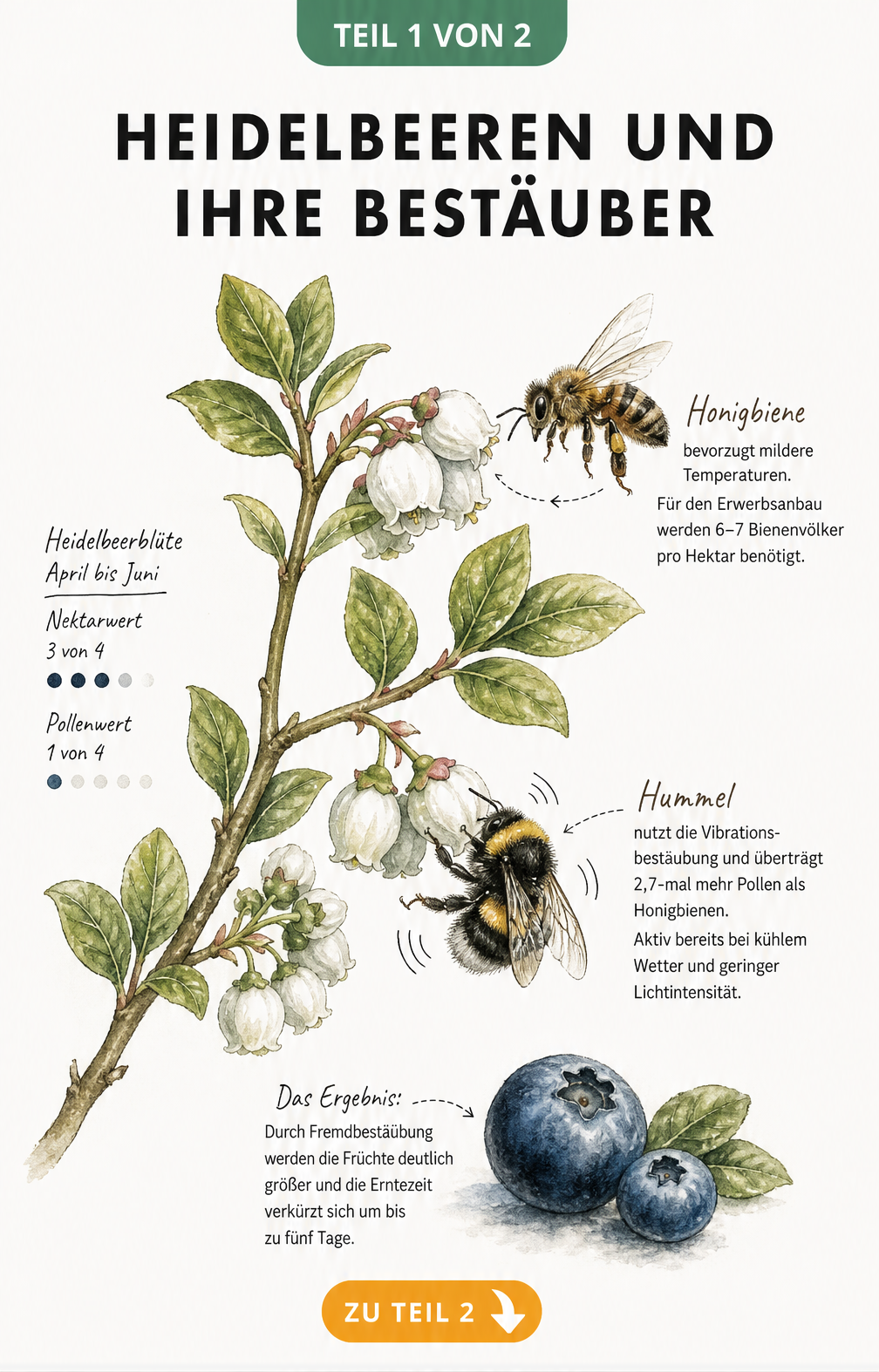 Botanische Illustration eines Heidelbeerzweigs mit Honigbiene und Hummel, die die Bestäubung und den Nährwert der Blüten zeigen.