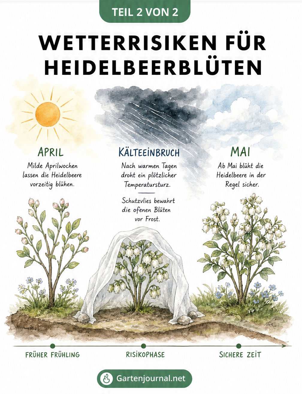 Zeitverlauf der Heidelbeerblüte von April bis Mai mit Darstellung der Frostgefahr durch verfrühte Blüte
