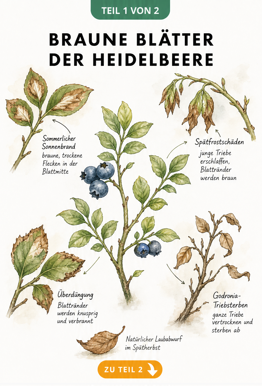 Botanische Illustration eines Heidelbeerzweigs, der verschiedene Schadbilder wie Sonnenbrand, Spätfrost, Überdüngung und Godronia-Triebsterben zeigt.