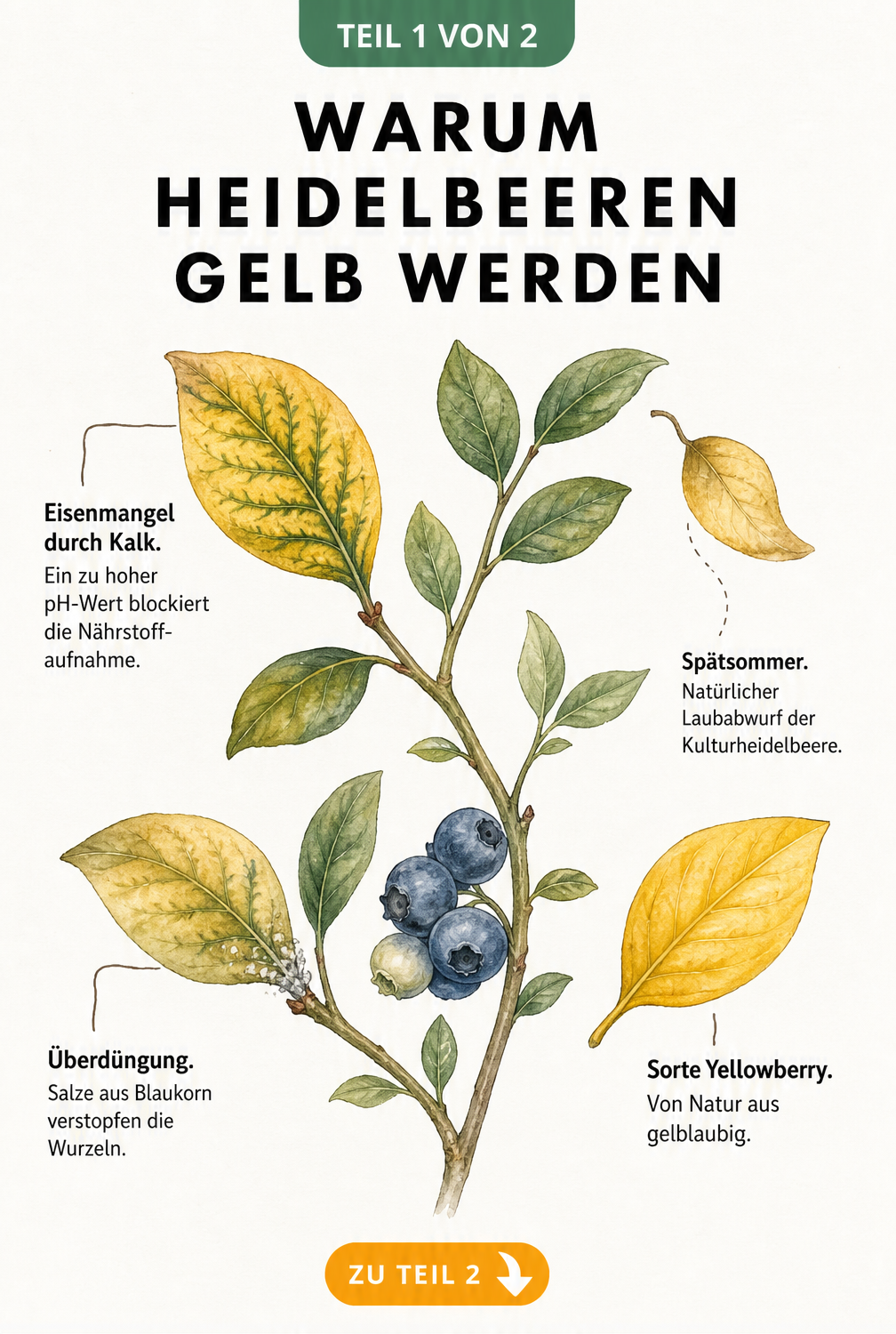 Botanische Illustration eines Heidelbeerzweigs, der verschiedene Ursachen für gelbe Blätter wie Eisenmangel, Überdüngung und natürlichen Laubabwurf zeigt.