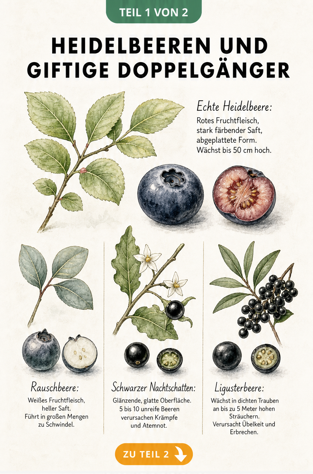 Botanische Illustration der echten Heidelbeere im Vergleich zu Rauschbeere, Schwarzem Nachtschatten und Ligusterbeere mit Blättern und aufgeschnittenen Früchten