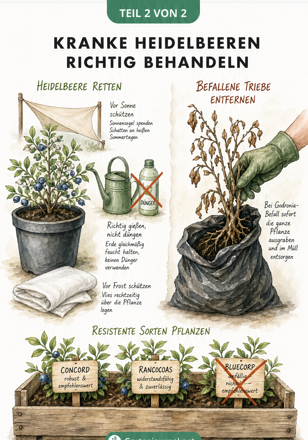 Illustration zur Behandlung kranker Heidelbeeren mit Maßnahmen wie Sonnensegel, Gießkanne, Vlies sowie der Auswahl resistenter Sorten.