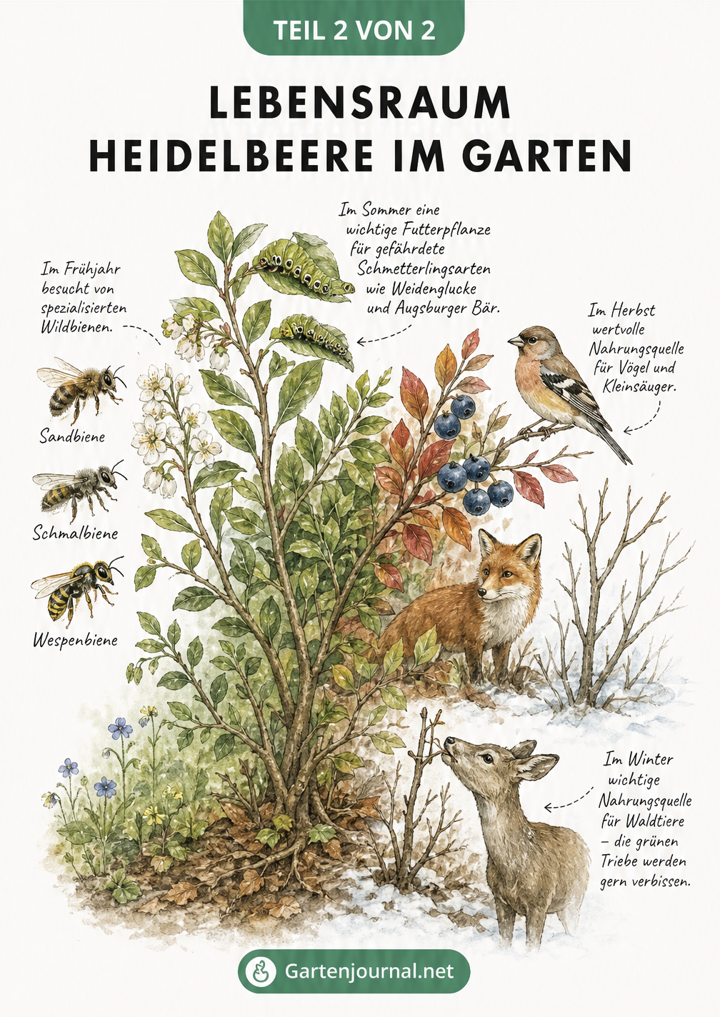 Illustration des ökologischen Jahreskreislaufs eines Heidelbeerstrauchs mit Wildbienen, Raupen, Vögeln und einem Reh.
