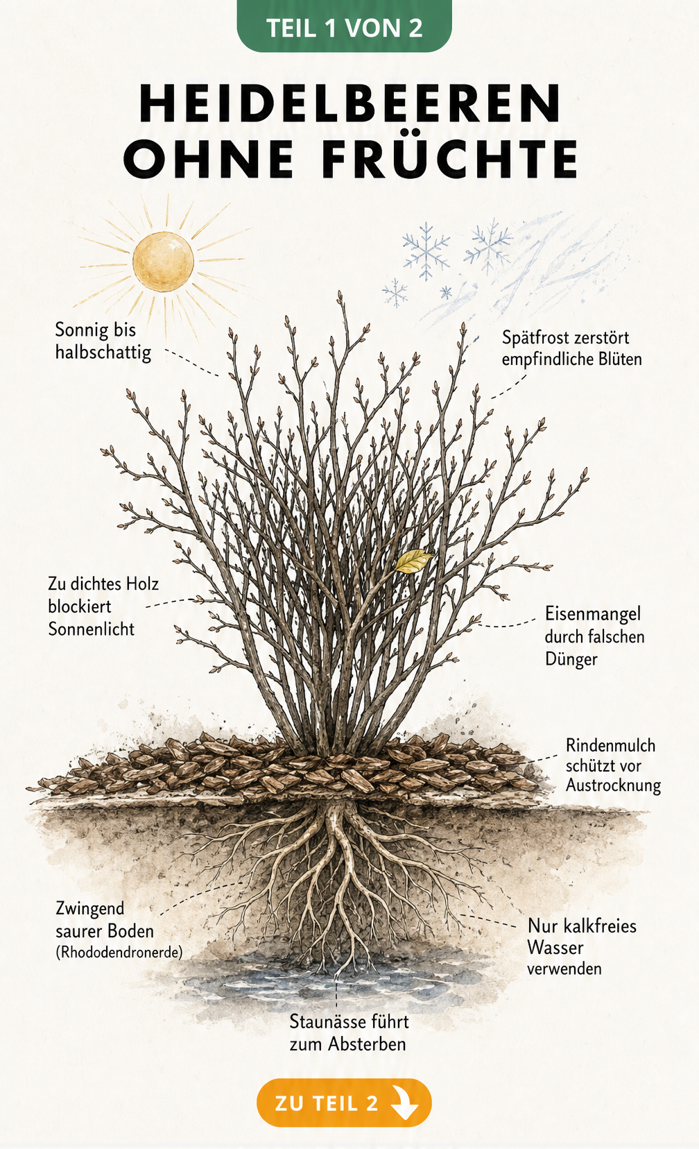 Botanische Illustration eines Heidelbeerstrauchs mit Erdschnitt, der Wurzeln und Bodenbedingungen zeigt.