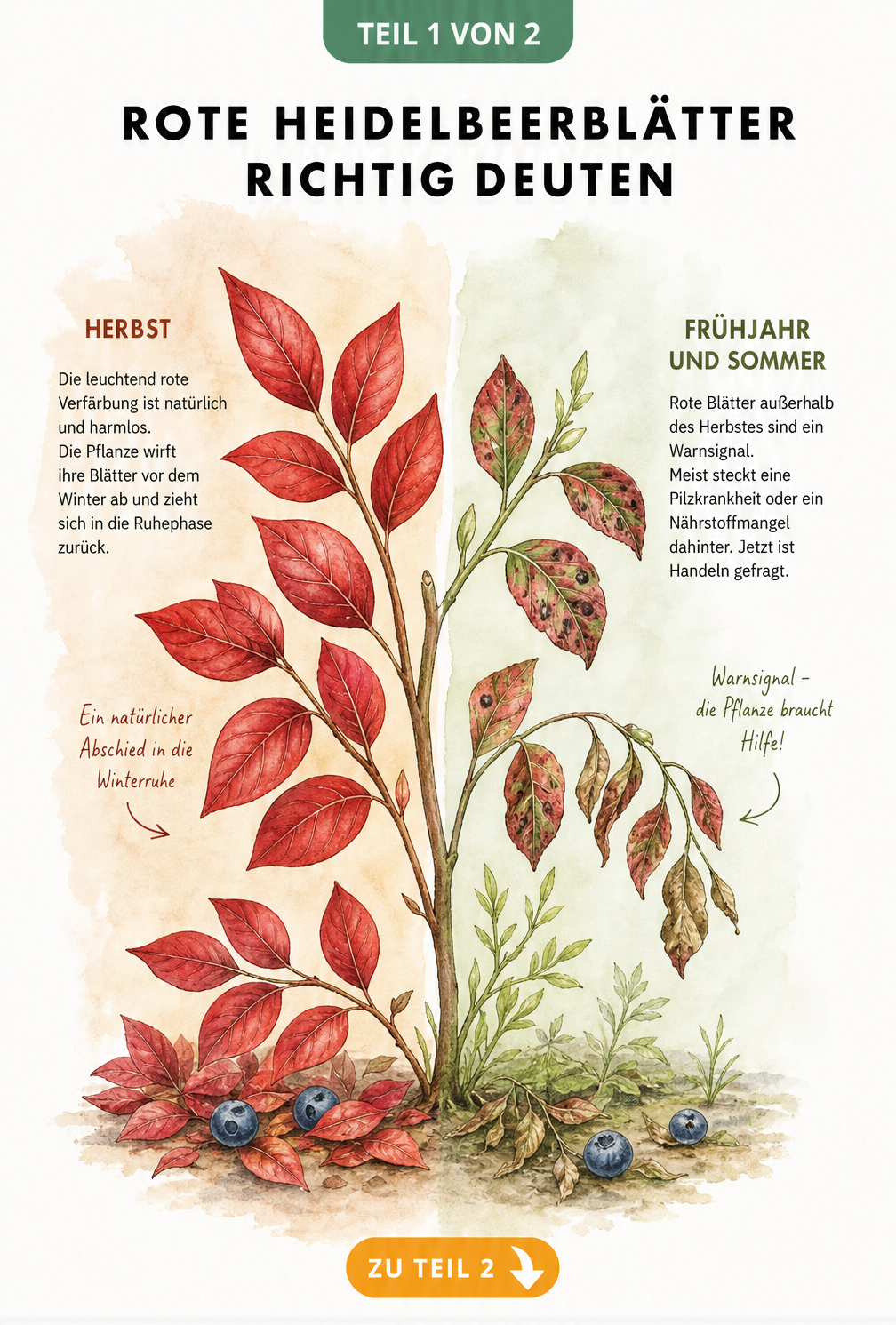 Illustration eines Heidelbeerzweigs, der links gesunde rote Herbstblätter und rechts kranke rote Blätter im Sommer zeigt
