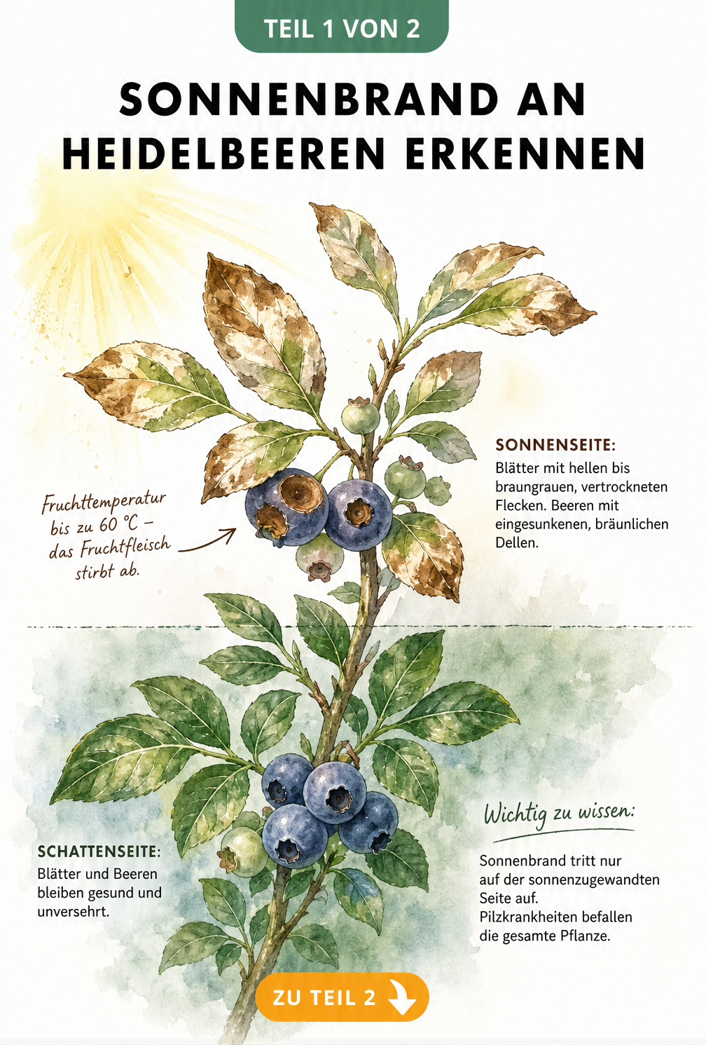 Botanische Illustration eines Heidelbeerzweigs, der oben Sonnenbrandschäden mit braunen Flecken und eingesunkenen Beeren zeigt, während der untere schattige...
