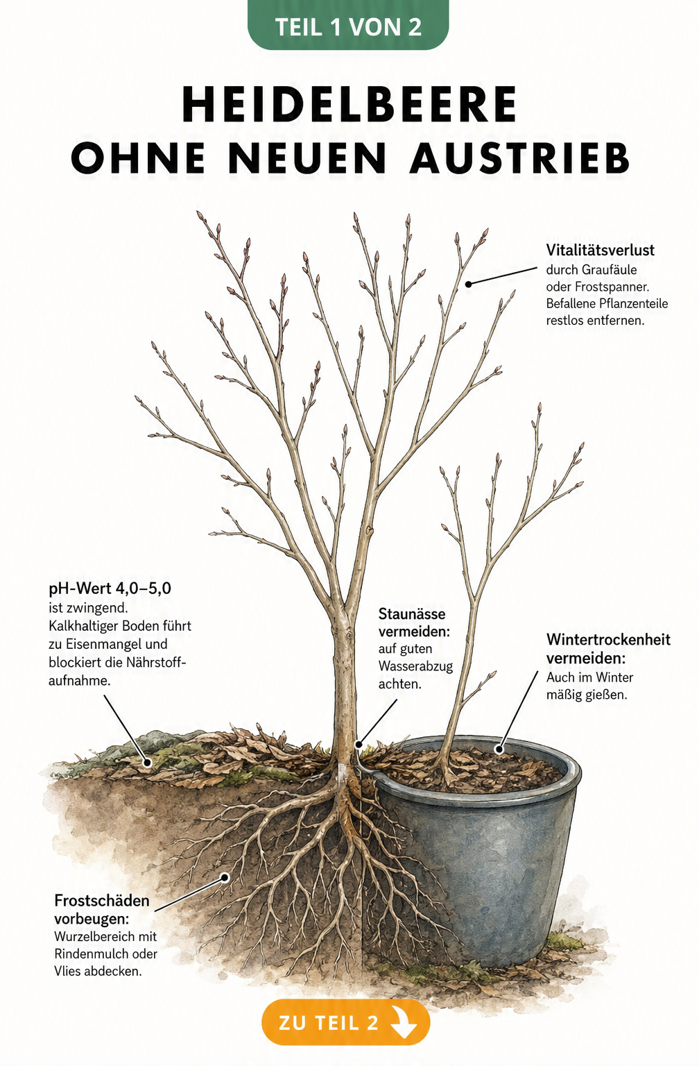 Illustration eines kahlen Heidelbeerstrauchs im Frühjahr mit Hinweisen zu Wintertrockenheit, pH-Wert, Frostschäden und Staunässe