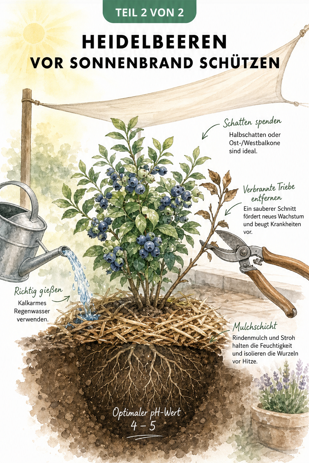 Aquarell-Zeichnung eines Heidelbeerstrauchs mit Sonnensegel, Mulchschicht über den Wurzeln und einer Gartenschere, die einen verbrannten Trieb abschneidet.