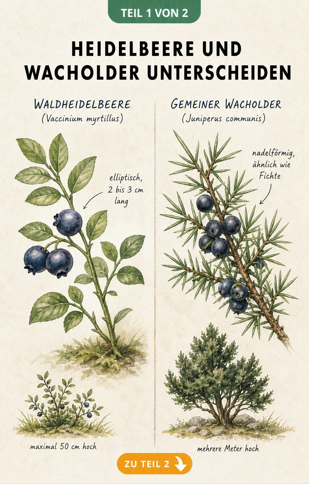 Botanische Illustration der Unterschiede zwischen Heidelbeere und Wacholder anhand von Blättern und Wuchshöhe