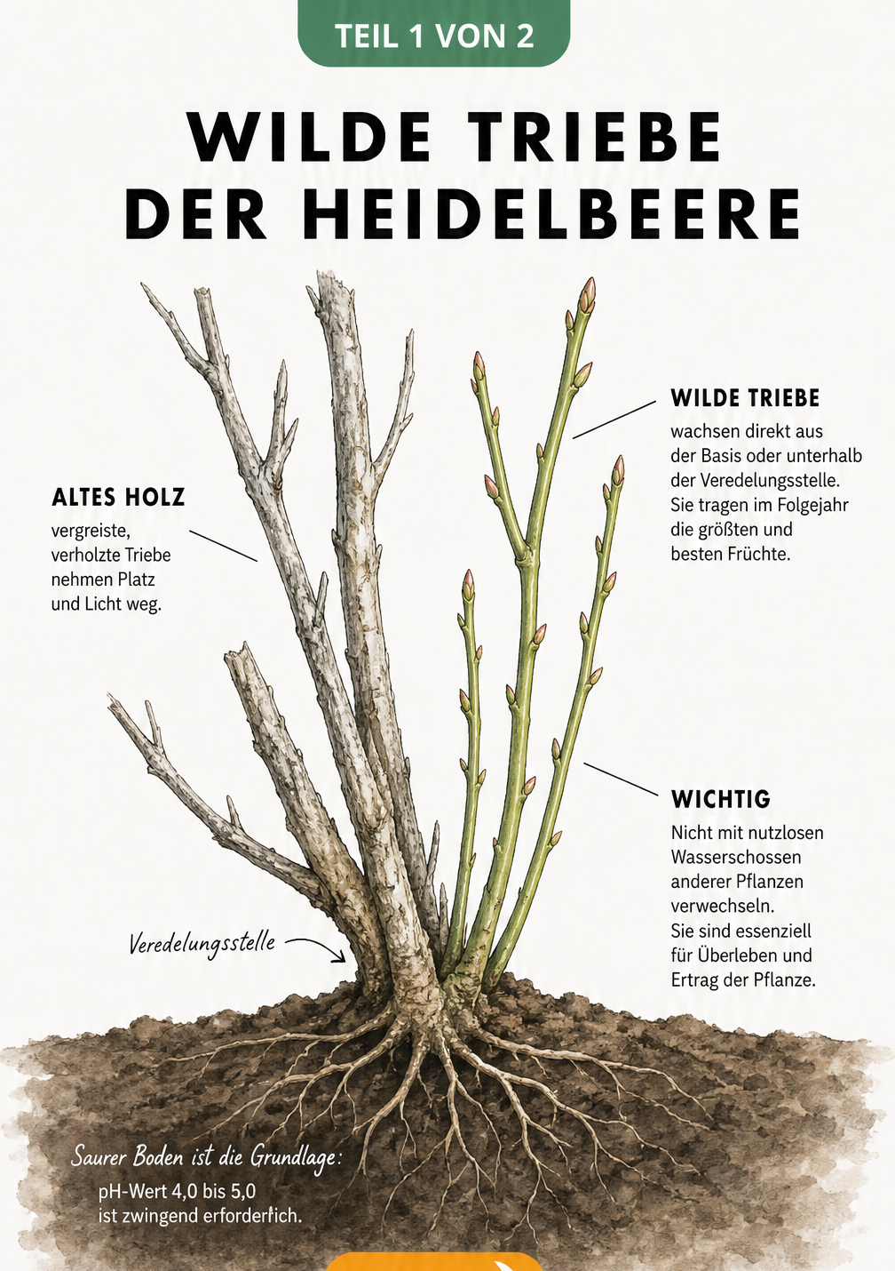 Botanische Illustration eines Heidelbeerstrauchs, die den Unterschied zwischen alten verholzten Trieben und frischen gruenen Bodentrieben zeigt.