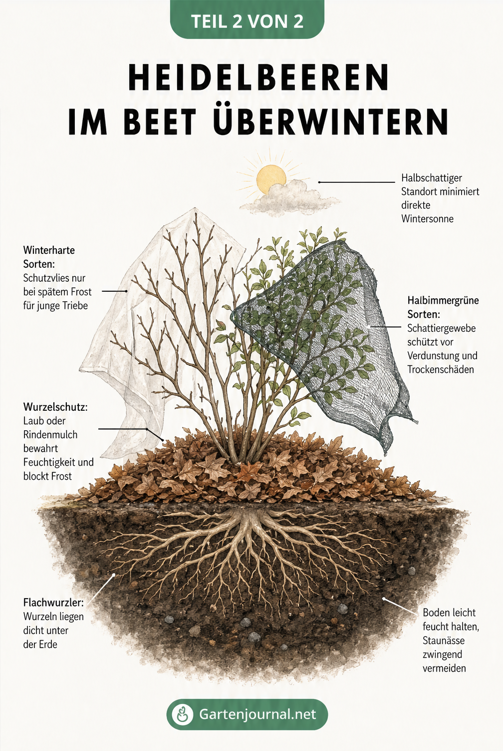 Querschnitt eines Heidelbeerstrauchs im Beet mit Mulchschicht und Schutzvlies für winterharte und halbimmergrüne Sorten