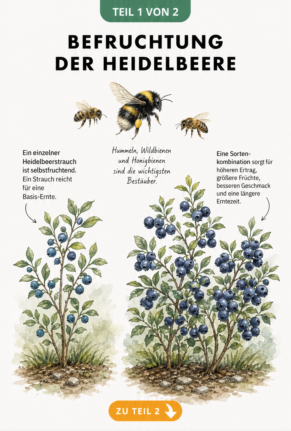 Botanische Illustration eines einzelnen Heidelbeerstrauchs im Vergleich zu zwei dicht beieinander stehenden Sträuchern mit Hummel und Wildbiene