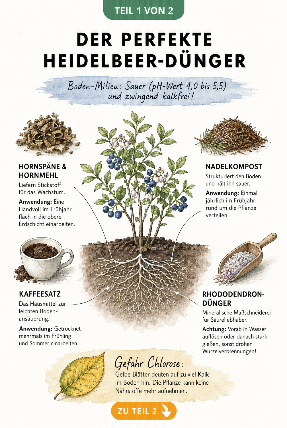 Illustration eines Heidelbeerstrauchs mit Wurzeln und vier geeigneten Düngemitteln wie Hornspäne und Kaffeesatz