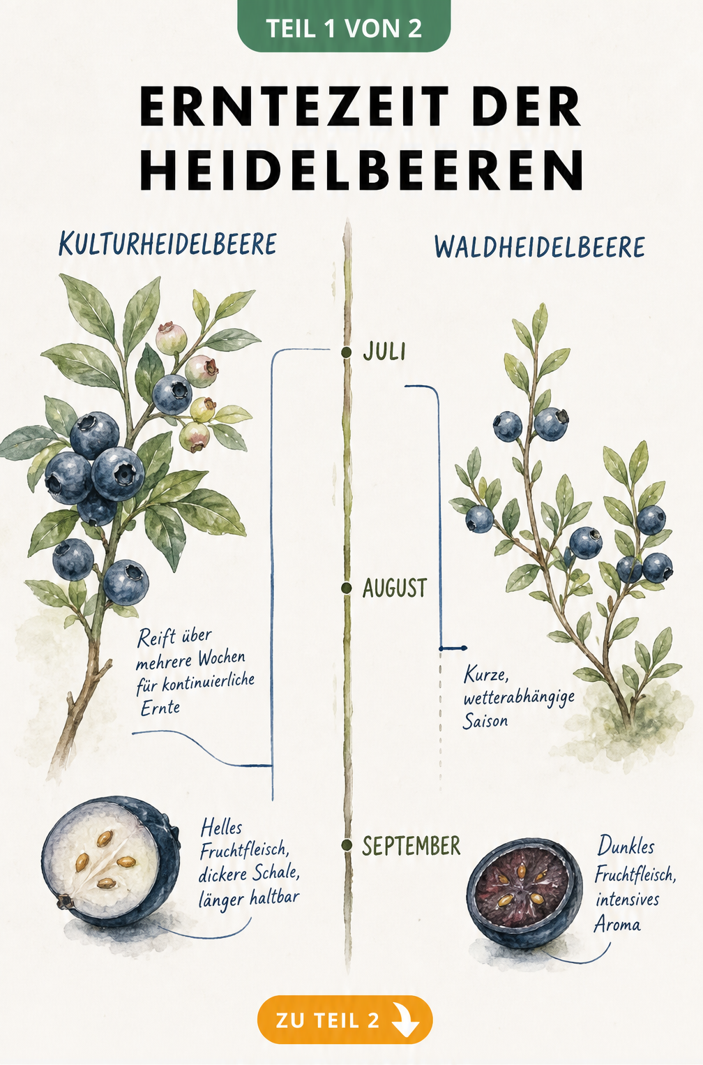 Botanische Illustration der Erntezeit von Kultur- und Waldheidelbeeren mit Zeitstrahl von Juli bis September