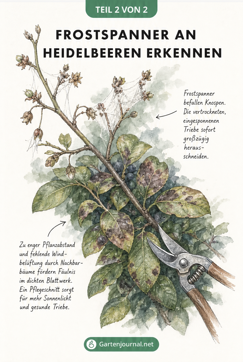 Illustration eines Heidelbeerzweigs mit vertrockneten Knospen durch Frostspanner und dunklen Blättern durch Fäulnis.