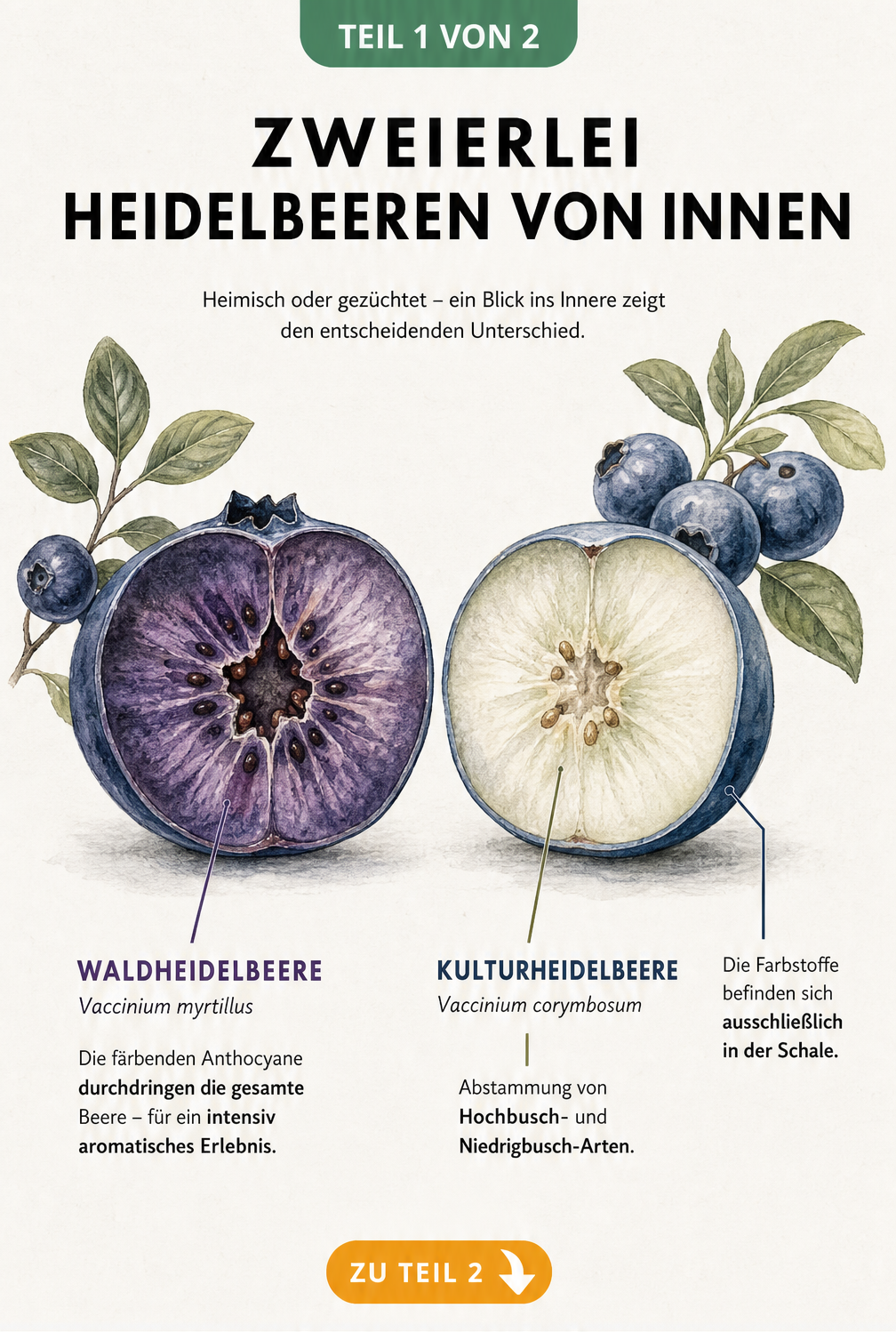 Querschnitt einer Waldheidelbeere mit blauem Fruchtfleisch und einer Kulturheidelbeere mit weißem Fruchtfleisch im Vergleich