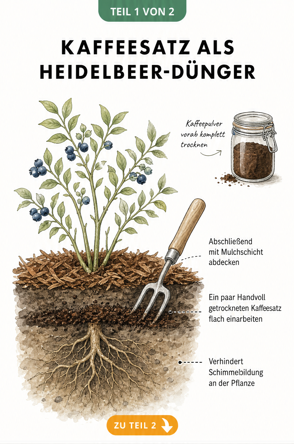 Querschnitt eines Heidelbeerstrauchs mit Wurzelballen, der zeigt, wie getrockneter Kaffeesatz flach in die Erde eingearbeitet und mit Mulch abgedeckt wird.