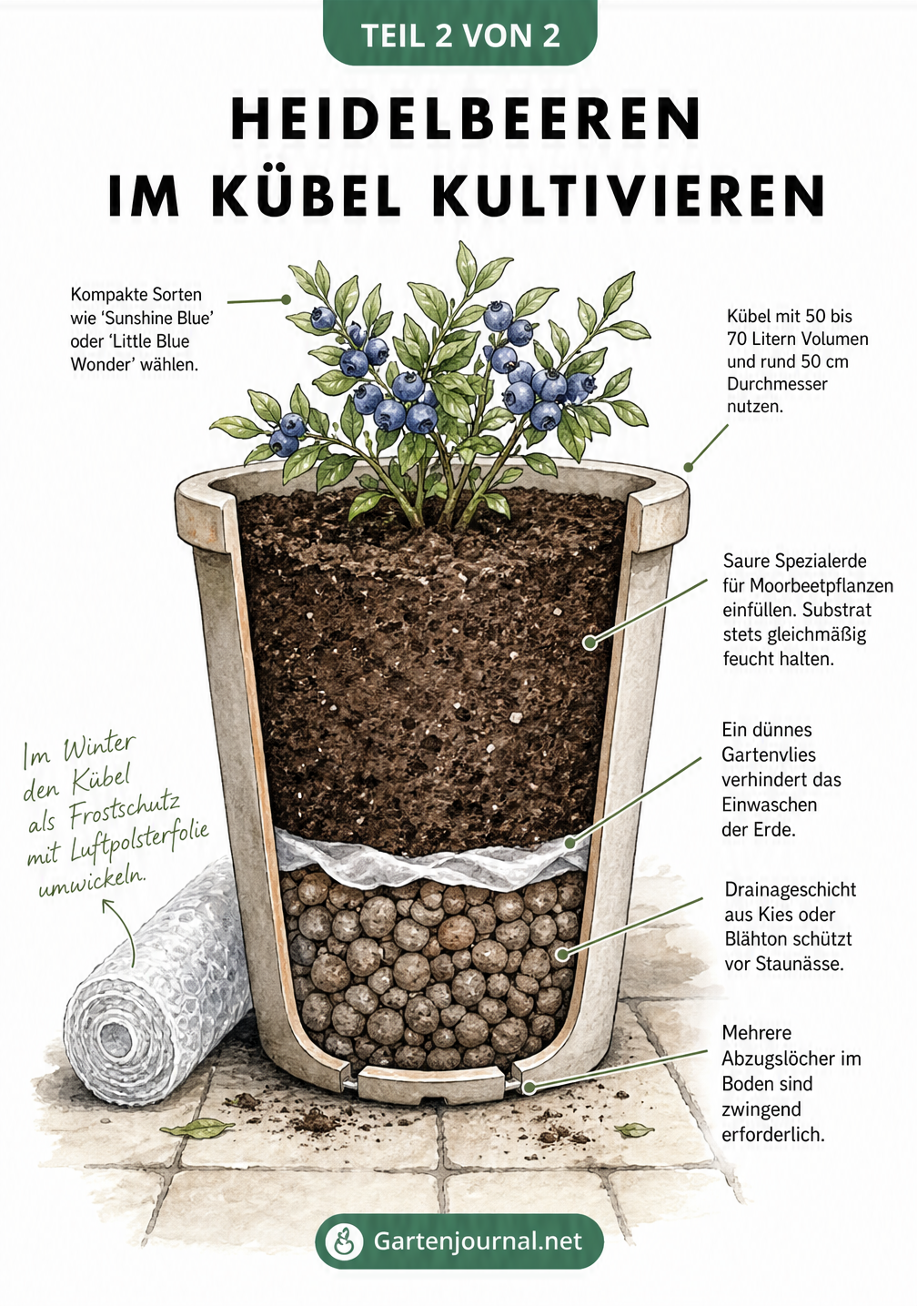 Querschnitt eines Pflanzkübels mit Heidelbeerstrauch, der die Drainageschicht, das Gartenvlies und die saure Spezialerde zeigt.
