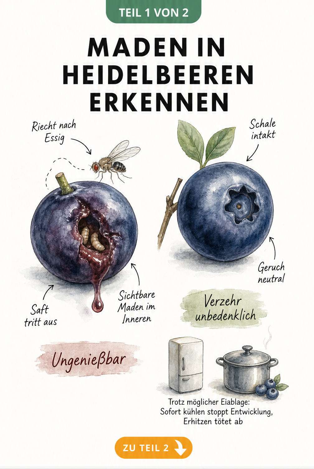 Botanische Illustration zweier Heidelbeeren im Vergleich: links befallen von der Kirschessigfliege mit eingefallener Schale, rechts gesund und prall.