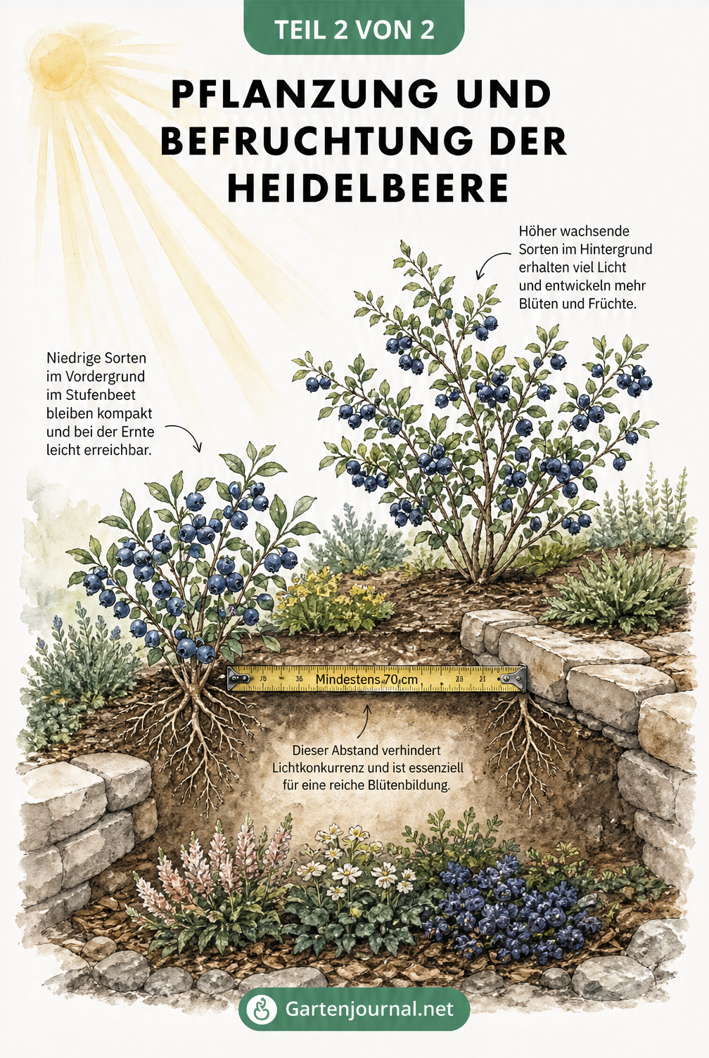 Querschnittsansicht eines Gartenbeets mit zwei Heidelbeersträuchern und einem Maßband, das 70 cm Pflanzabstand anzeigt