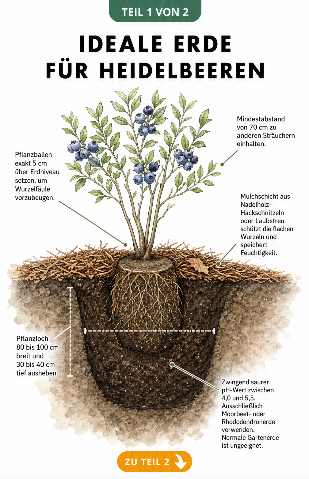 Querschnitt eines Gartenbeets mit einem frisch gepflanzten Heidelbeerstrauch, der die ideale Pflanztiefe, Mulchschicht und den sauren Boden zeigt.
