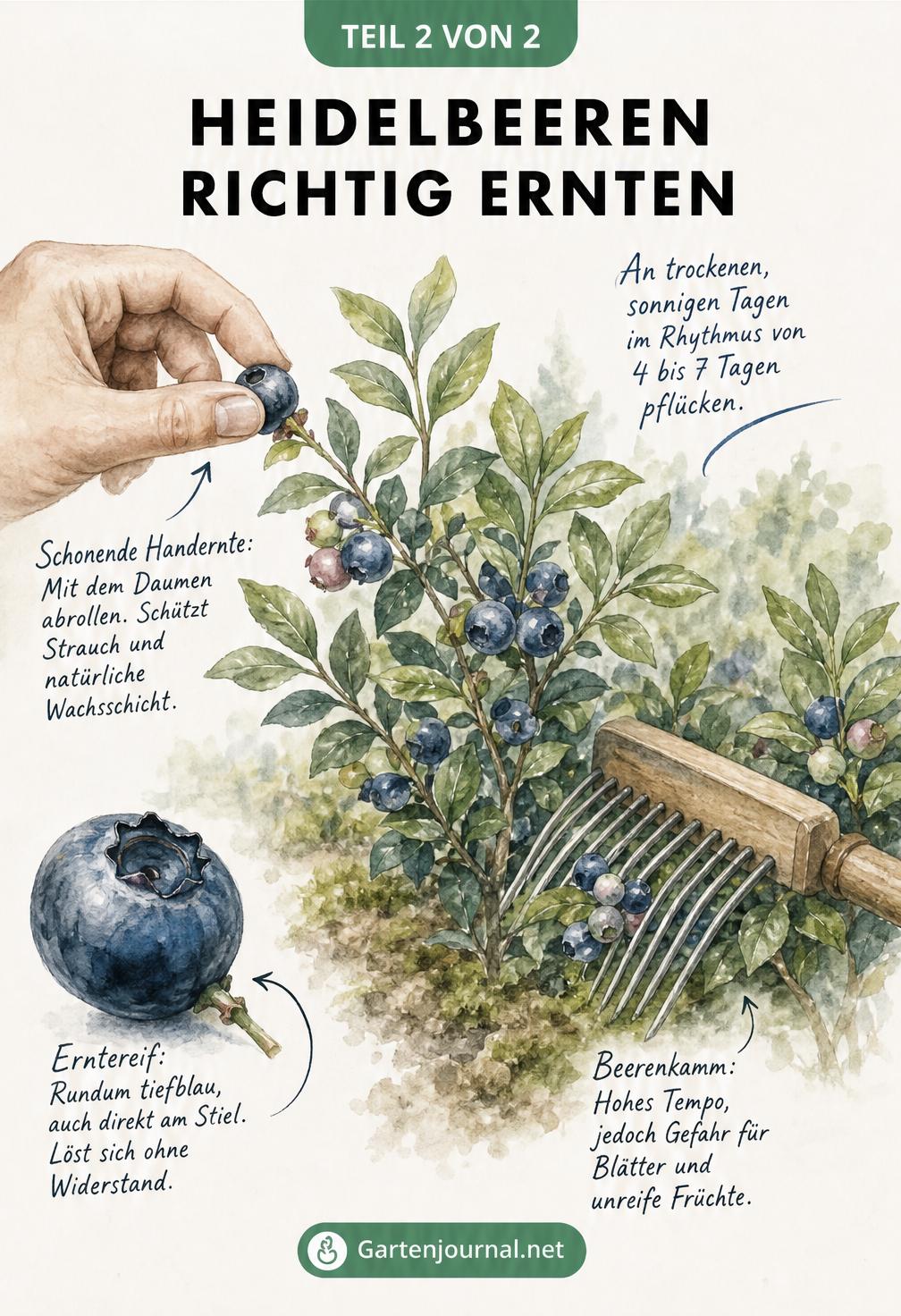 Illustration zur schonenden Handernte von Heidelbeeren und der Verwendung eines Beerenkamms