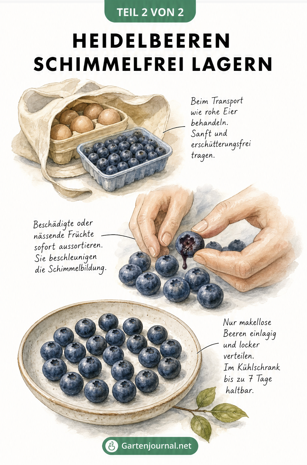 Aquarell-Illustration, die den Transport, das Aussortieren beschädigter Beeren und die Lagerung von Heidelbeeren im Kühlschrank zeigt
