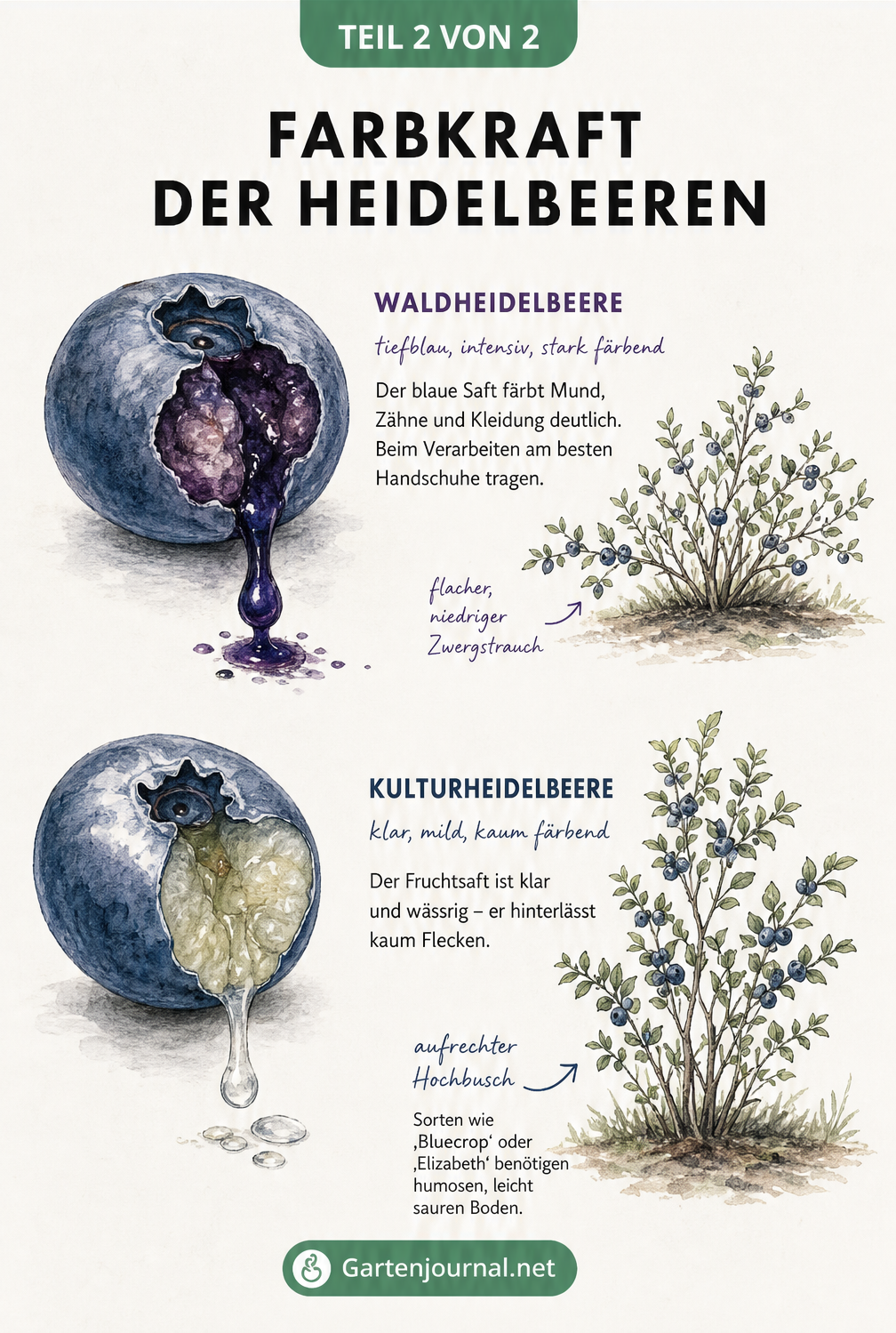 Vergleich des blauen, färbenden Safts der Waldheidelbeere und des klaren Safts der Kulturheidelbeere